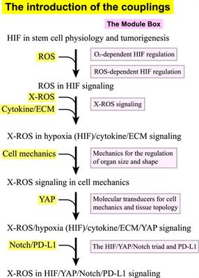 Self-Sustained Regulation or Self-Perpetuating Dysregulation: ROS-dependent HIF-YAP-Notch Signaling as a Double-Edged Sword on Stem Cell Physiology and Tumorigenesis